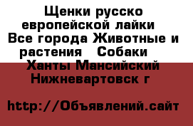 Щенки русско европейской лайки - Все города Животные и растения » Собаки   . Ханты-Мансийский,Нижневартовск г.